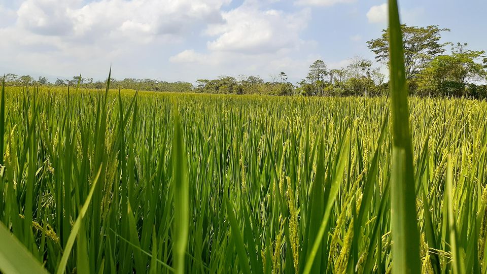 Urge publicación de Normativo para regular los contingentes de arroz